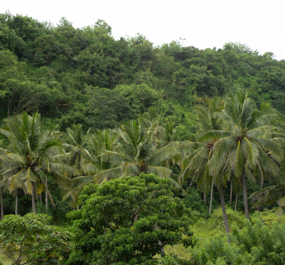 nature background, dense tropical vegetation, palms.