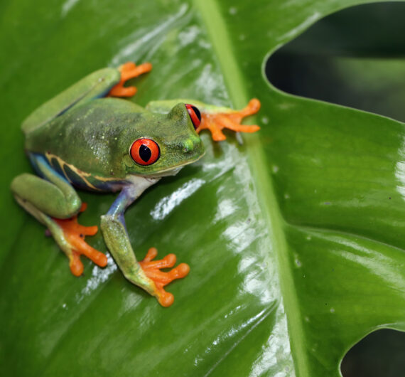redeyed-tree-frog-sitting-green-leaves-redeyed-tree-frog-agalychnis-callidryas-closeup-branch
