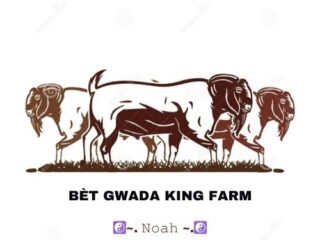 BET-GWADA-KING-FARM