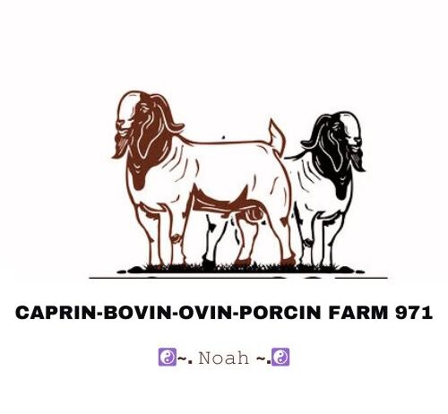 CAPRIN-BOVIN-OVIN-PORCIN FARM 971